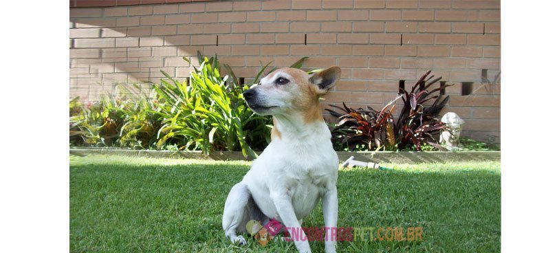 Fox-terrier02