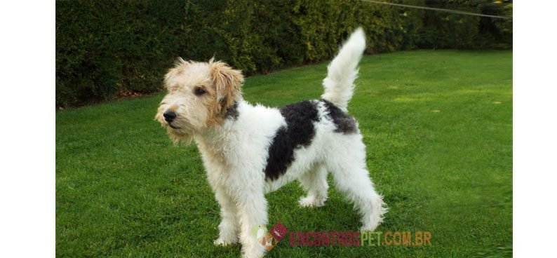 Fox-terrier03