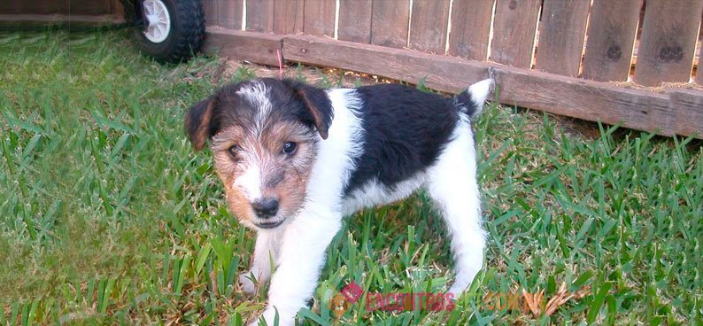 Fox-terrier04