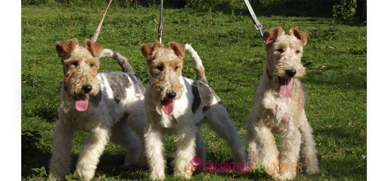 Fox-terrier05