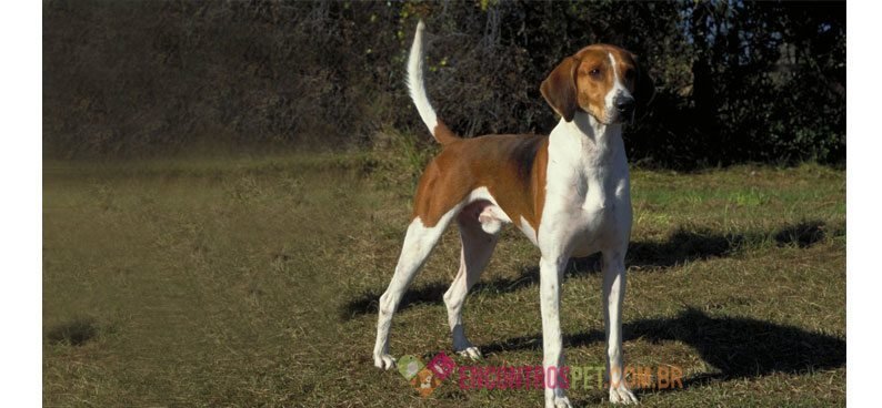 FoxHound-americano01