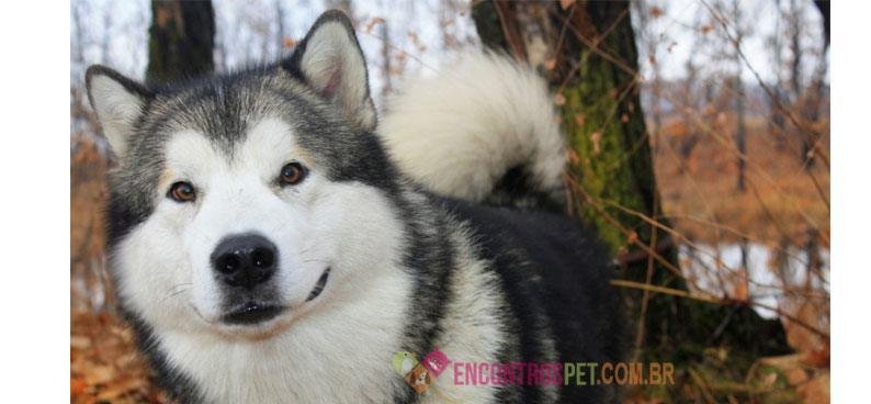 Malamute-do-Alaska01