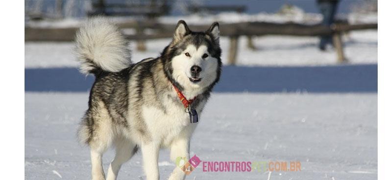 Malamute-do-Alaska02