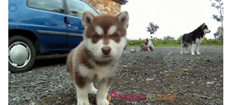 Malamute-do-Alaska03