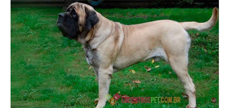 Mastiff Mastiff-01