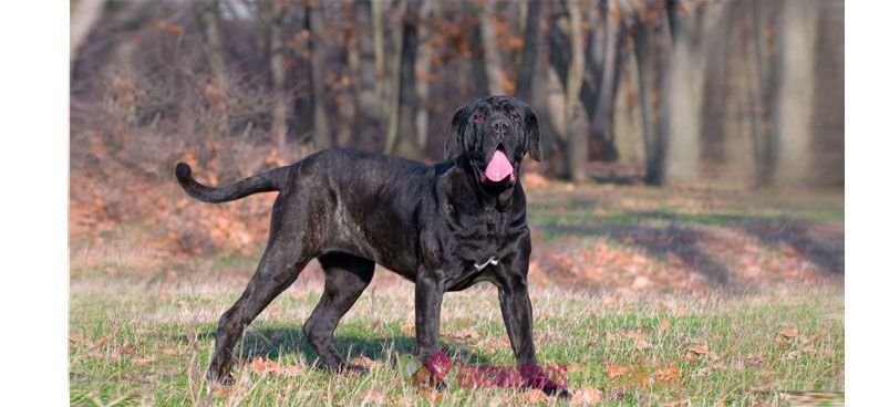 Mastiff Mastiff-02