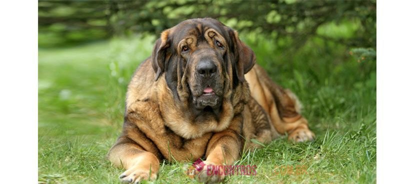 Mastiff Mastiff-03