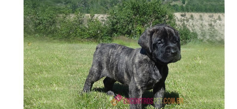 Mastiff Mastiff-04