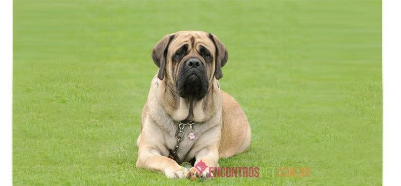 Mastiff Mastiff