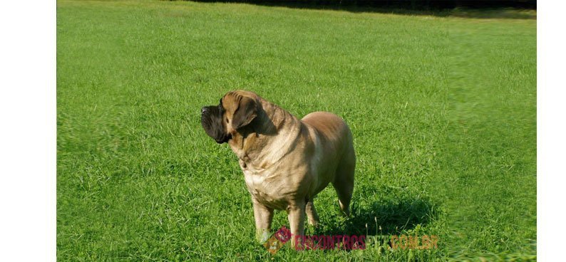 Mastiff Mastiff05