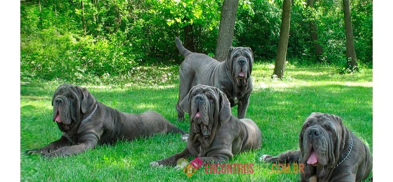 Mastino-Napoletano02