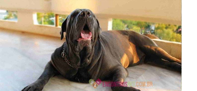 Mastino-Napoletano05