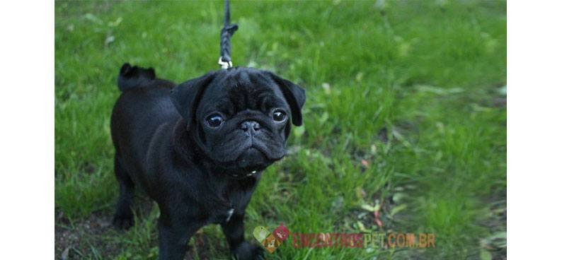 Pug