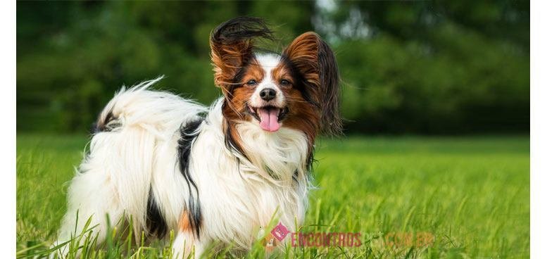 Papillon
