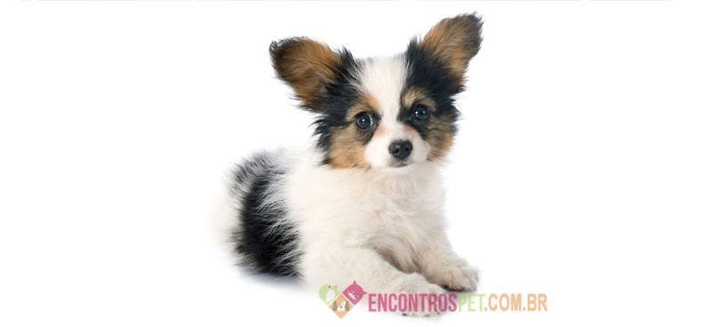 Papillon01