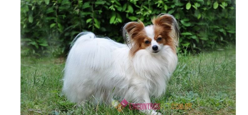 Papillon03