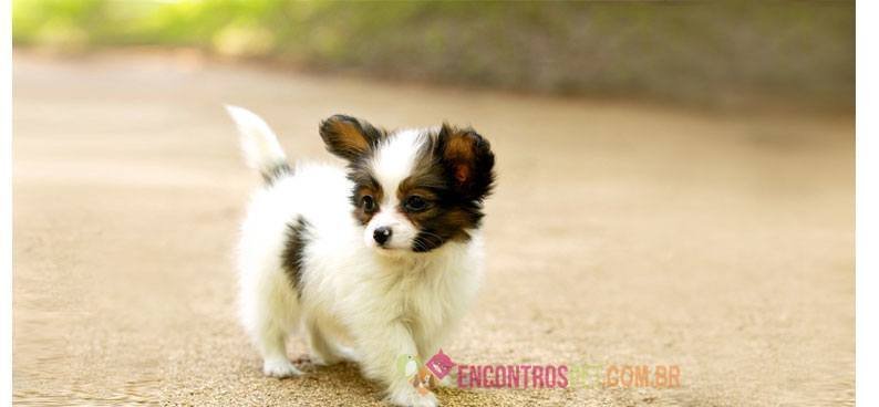 Papillon04