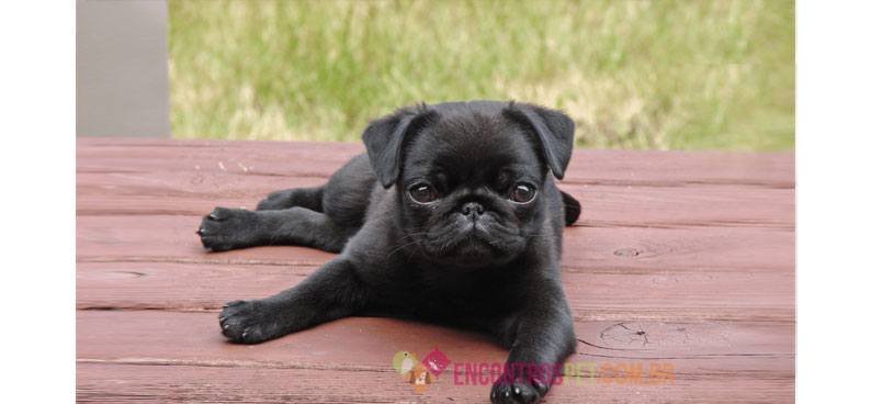 Pug-01