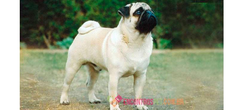 Pug