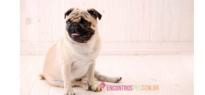 Pug