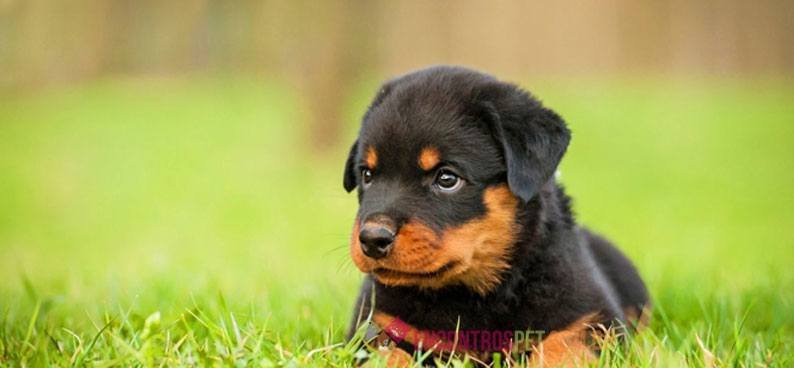 Rottweiler01