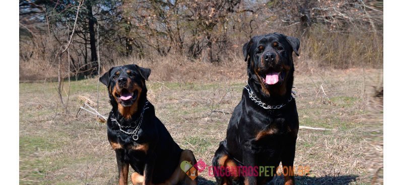 Rottweiler03