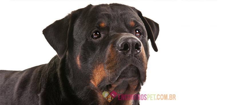Rottweiler04