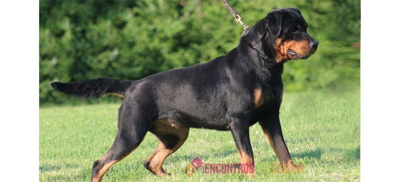 Rottweiler05