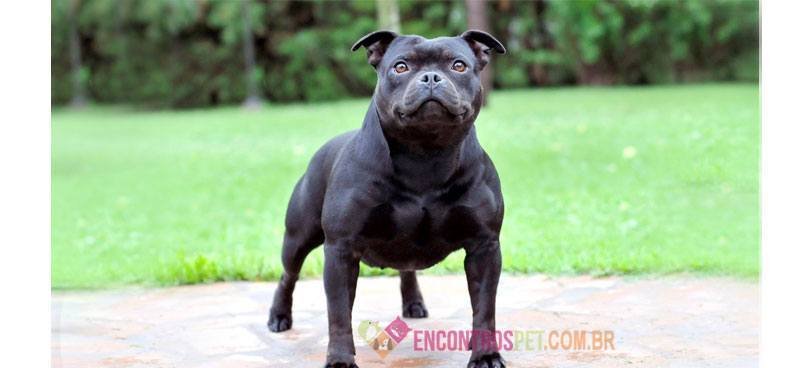 Staffordshire-Bull-Terrier