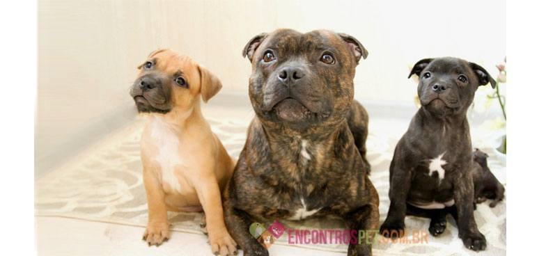 Staffordshire-Bull-Terrier02