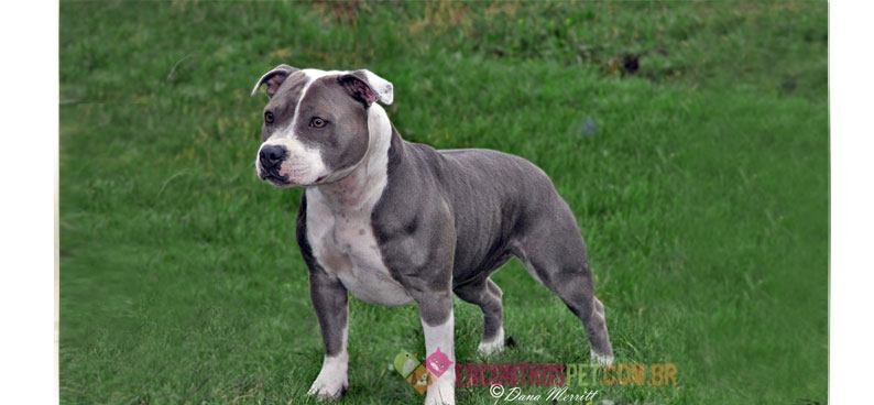 Staffordshire-Bull-Terrier03