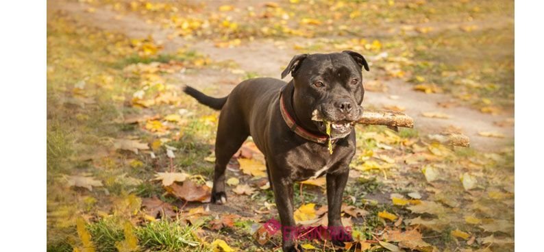 Staffordshire-Bull-Terrier04