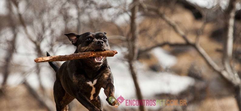Staffordshire-Bull-Terrier05