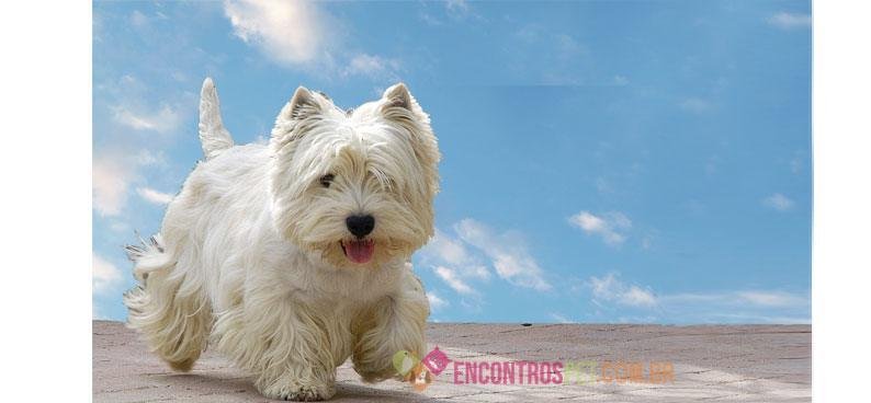 West-Highland-White-Terrier