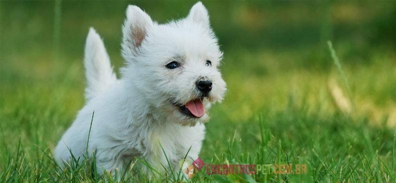 West-Highland-White-Terrier02