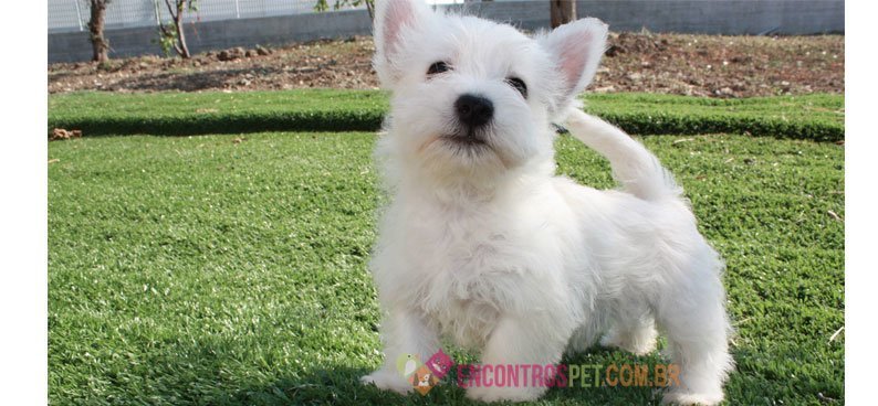 West-Highland-White-Terrier03