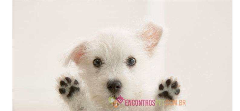 West-Highland-White-Terrier04