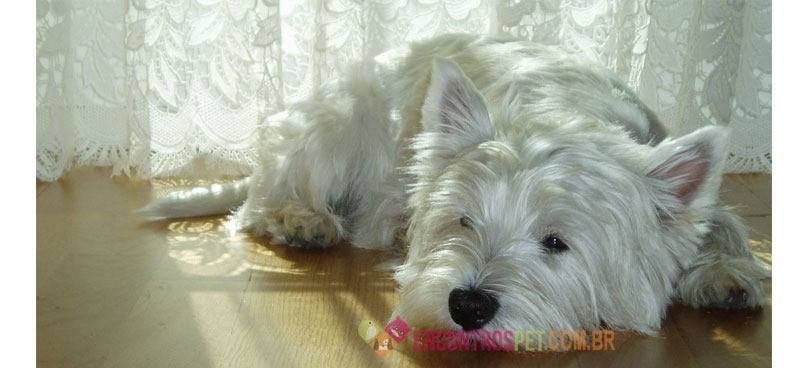 West-Highland-White-Terrier05