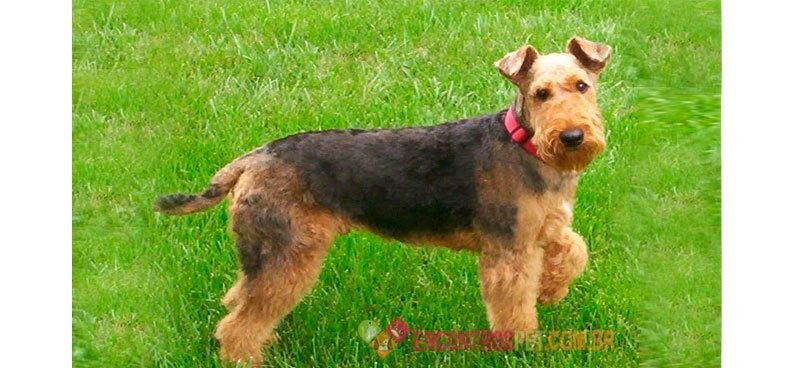 airedale-terrier