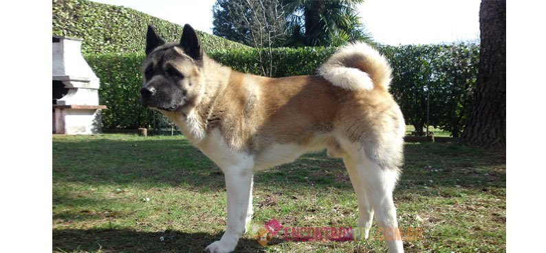 akita