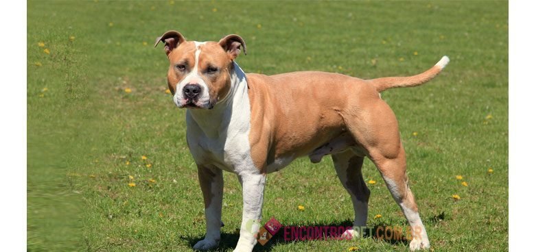 american-staffordshire-terrier