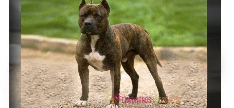 american-staffordshire-terrier01