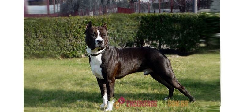 american-staffordshire-terrier02