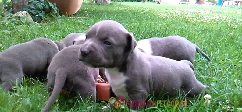 american-staffordshire-terrier03