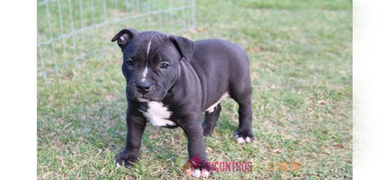 american-staffordshire-terrier04