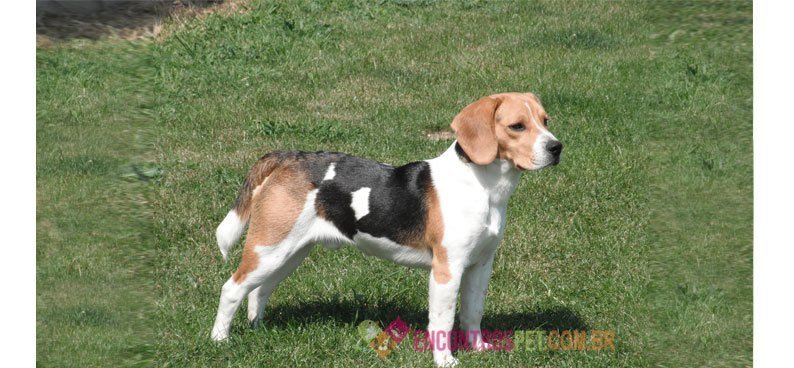 beagle beagle