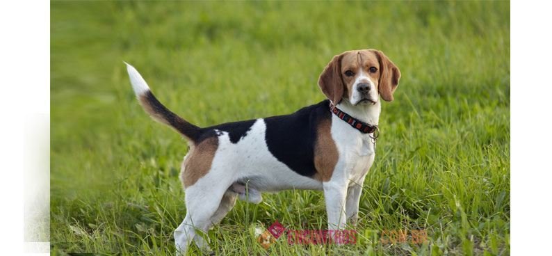 beagle beagle-02