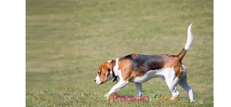 beagle beagle