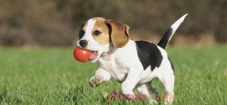 beagle beagle