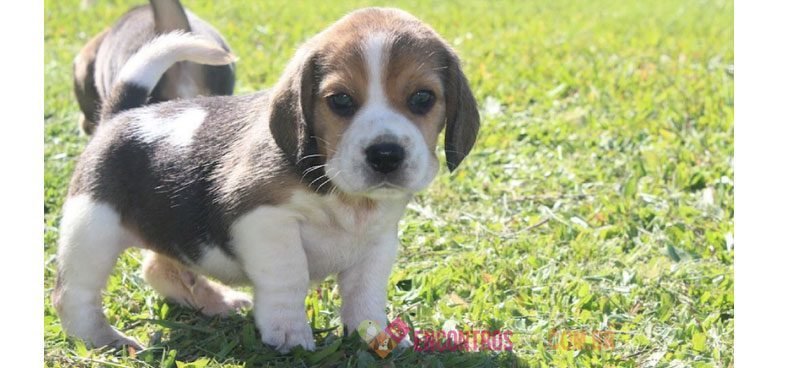 beagle beagle